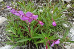 Epilobium latifolium